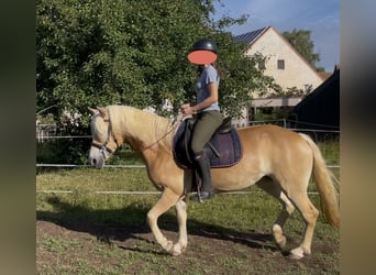 Haflinger, Stute, 6 Jahre, 149 cm, Fuchs