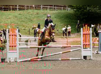 Haflinger, Stute, 6 Jahre, 149 cm, Fuchs