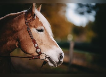 Haflinger, Stute, 6 Jahre, 150 cm, Fuchs