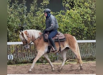 Haflinger, Stute, 6 Jahre, 150 cm, Fuchs