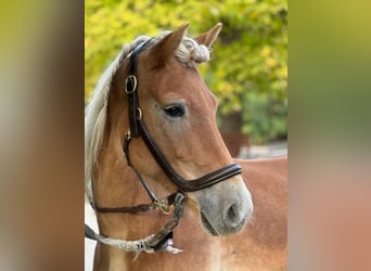 Haflinger, Stute, 6 Jahre, 150 cm, Fuchs