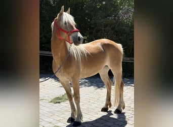 Haflinger, Stute, 6 Jahre, 150 cm, Hellbrauner
