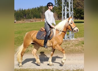 Haflinger, Stute, 6 Jahre, 150 cm, Hellbrauner