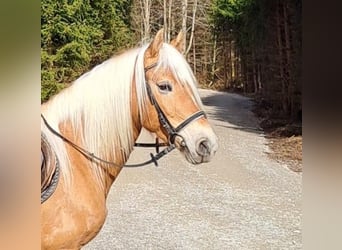 Haflinger, Stute, 6 Jahre, 150 cm, Hellbrauner