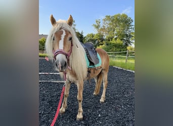 Haflinger, Stute, 6 Jahre, 150 cm