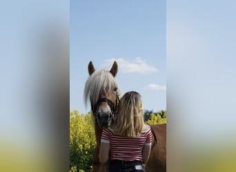 Haflinger, Stute, 6 Jahre, 151 cm, Fuchs