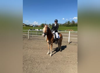 Haflinger, Stute, 6 Jahre, 152 cm