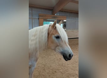 Haflinger, Stute, 6 Jahre, 152 cm, Fuchs