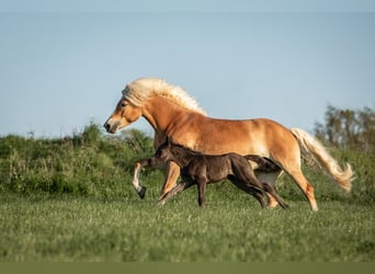 Haflinger, Stute, 6 Jahre, 152 cm, Fuchs