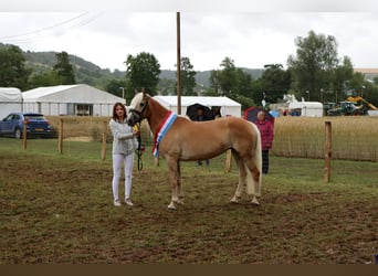 Haflinger, Stute, 6 Jahre, 152 cm, Palomino