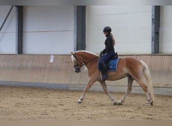Haflinger, Stute, 6 Jahre, 152 cm, Palomino