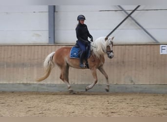 Haflinger, Stute, 6 Jahre, 152 cm, Palomino