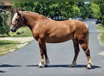 Haflinger Mix, Stute, 6 Jahre, 152 cm, Palomino