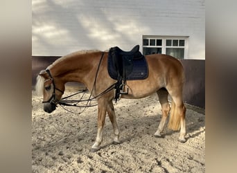 Haflinger, Stute, 6 Jahre, 153 cm