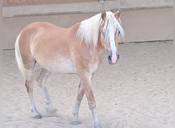 Haflinger, Stute, 6 Jahre, 153 cm, Fuchs