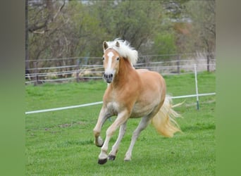 Haflinger, Stute, 6 Jahre, 154 cm, Fuchs