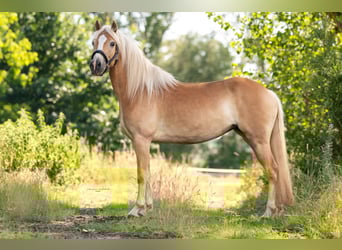 Haflinger, Stute, 6 Jahre, 154 cm