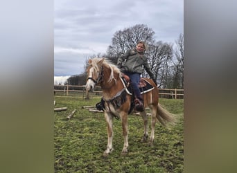 Haflinger, Stute, 6 Jahre, 155 cm, Fuchs