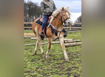 Haflinger, Stute, 6 Jahre, 155 cm, Fuchs