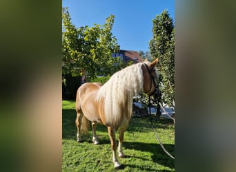 Haflinger, Stute, 6 Jahre, 155 cm, Fuchs