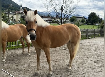 Haflinger, Stute, 6 Jahre, 155 cm, Rotfuchs