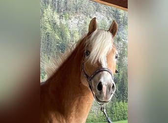 Haflinger, Stute, 6 Jahre, 156 cm