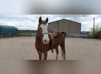 Haflinger Mix, Stute, 6 Jahre, 157 cm, Fuchs