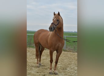 Haflinger Mix, Stute, 6 Jahre, 157 cm, Hellbrauner