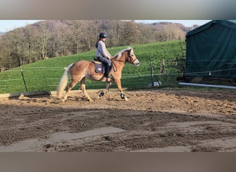 Haflinger, Stute, 6 Jahre, 157 cm, Rotfuchs