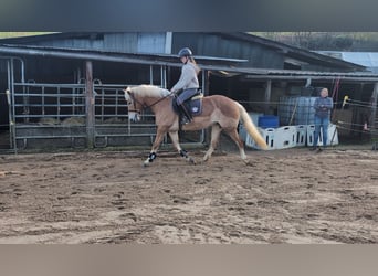 Haflinger, Stute, 6 Jahre, 157 cm, Rotfuchs