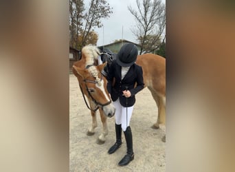 Haflinger, Stute, 6 Jahre, 161 cm