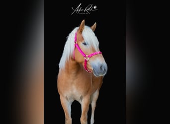 Haflinger, Stute, 6 Jahre, Fuchs
