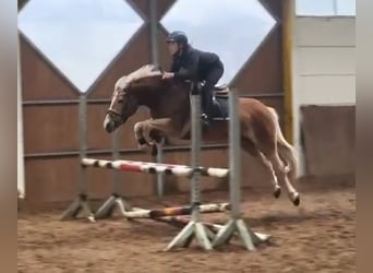 Haflinger, Stute, 6 Jahre