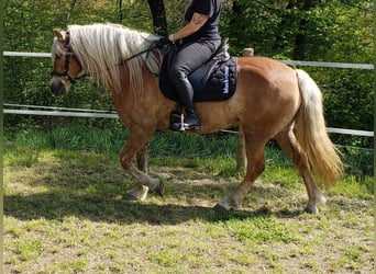 Haflinger, Stute, 7 Jahre, 145 cm