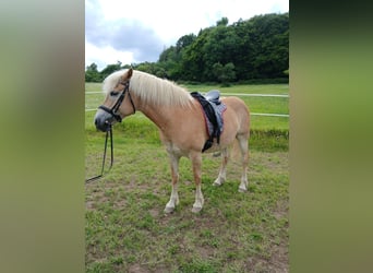 Haflinger, Stute, 7 Jahre, 145 cm