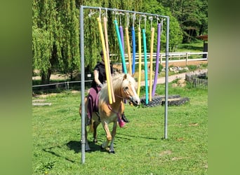 Haflinger, Stute, 7 Jahre, 145 cm, Fuchs