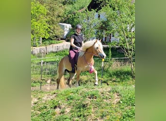 Haflinger, Stute, 7 Jahre, 145 cm, Fuchs