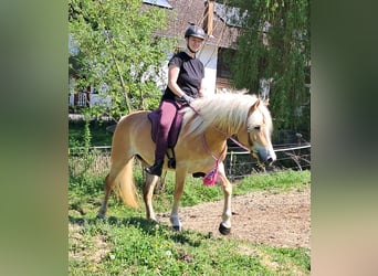 Haflinger, Stute, 7 Jahre, 145 cm, Fuchs