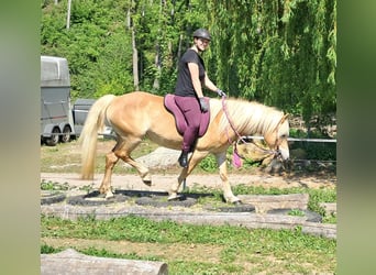 Haflinger, Stute, 7 Jahre, 145 cm, Fuchs