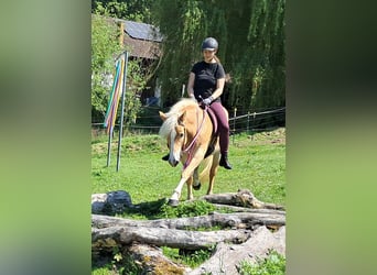 Haflinger, Stute, 7 Jahre, 145 cm, Fuchs