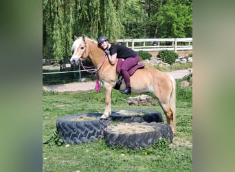 Haflinger, Stute, 7 Jahre, 145 cm, Fuchs