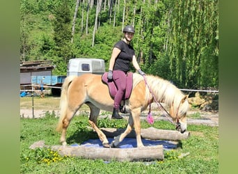 Haflinger, Stute, 7 Jahre, 145 cm, Fuchs