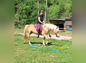Haflinger, Stute, 7 Jahre, 145 cm, Fuchs