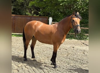 Haflinger Mix, Stute, 7 Jahre, 147 cm, Brauner