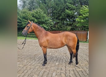 Haflinger Mix, Stute, 7 Jahre, 147 cm, Brauner