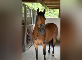 Haflinger Mix, Stute, 7 Jahre, 147 cm, Brauner