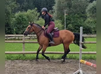Haflinger Mix, Stute, 7 Jahre, 147 cm, Brauner