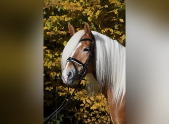 Haflinger, Stute, 7 Jahre, 147 cm