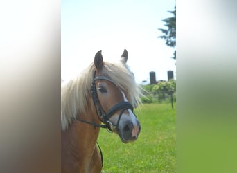 Haflinger, Stute, 7 Jahre, 147 cm, Fuchs