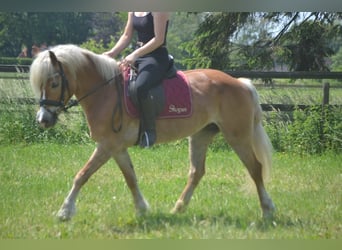 Haflinger, Stute, 7 Jahre, 147 cm, Fuchs